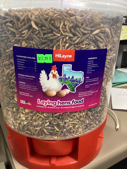 Laying Hen Bucket