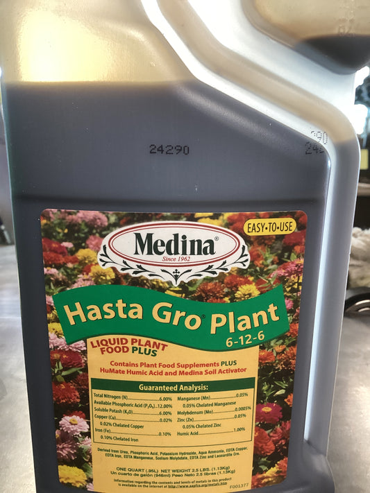 Medina Hasta Gro Plant