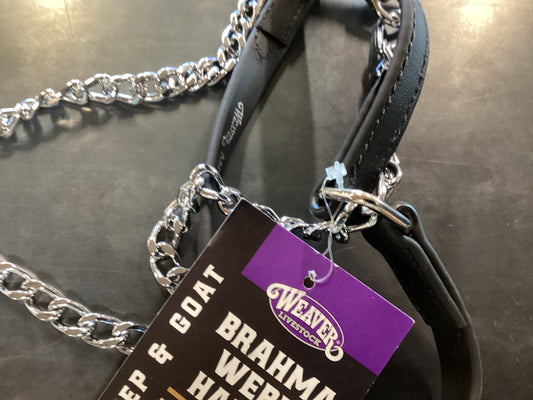 Brahma Webb Halter